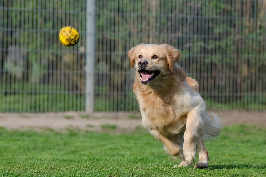 Dog chasing a ball from a game of fetch