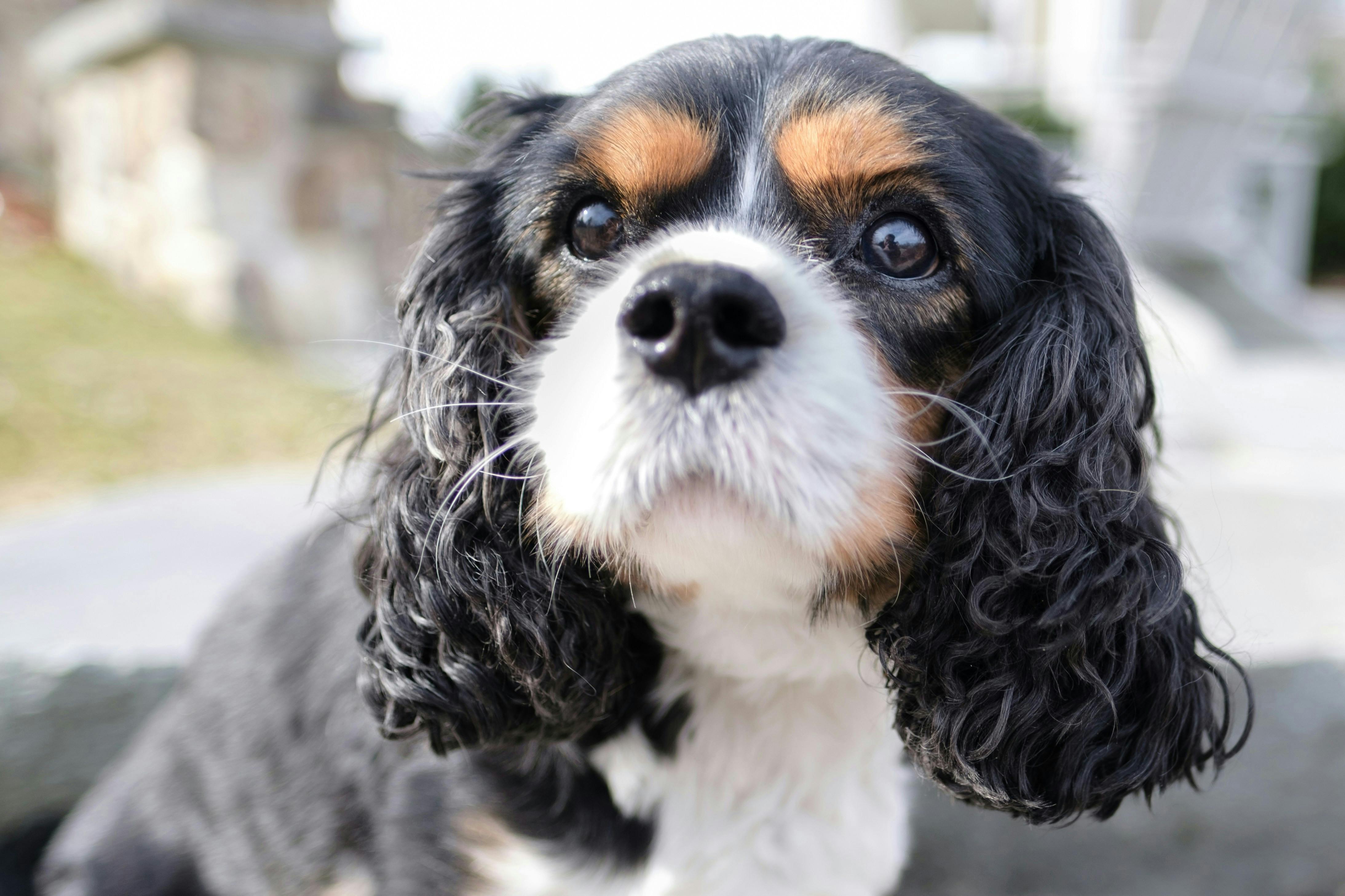 Tri-colored Cavalier King Charles Spaniel