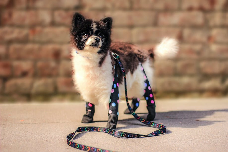 Dog wearing Walkee Paws™ leggings