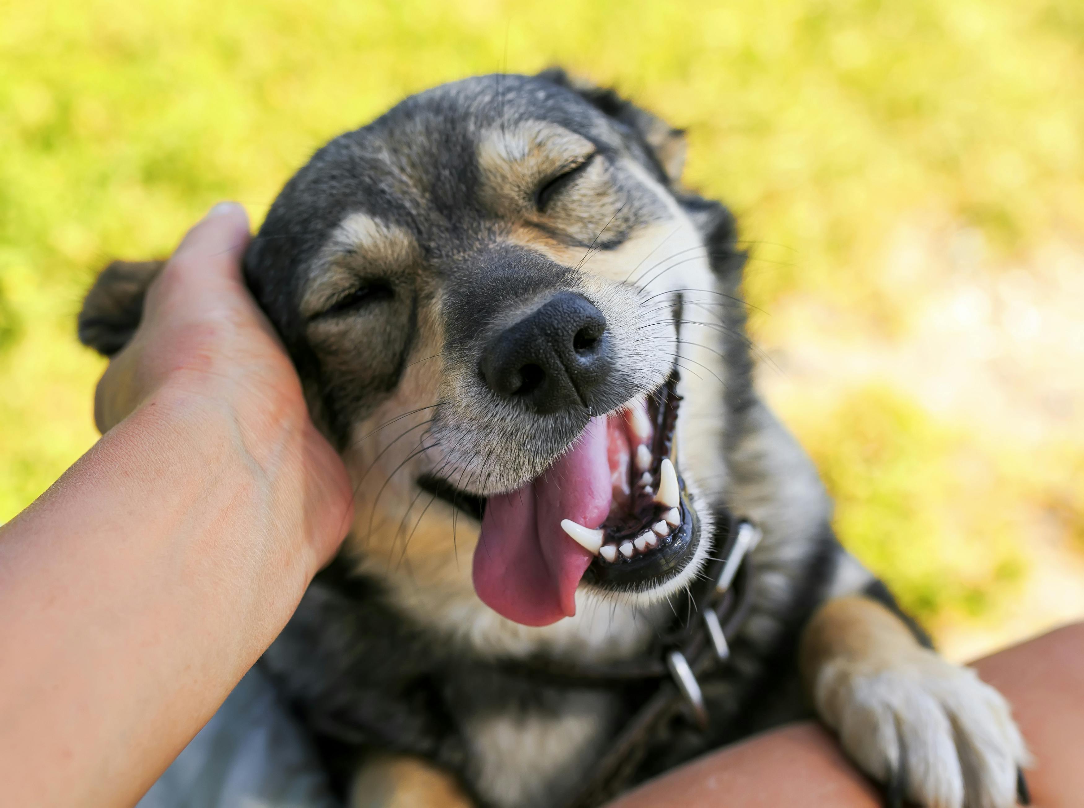 Smiling dog getting a scratch behind the ear.