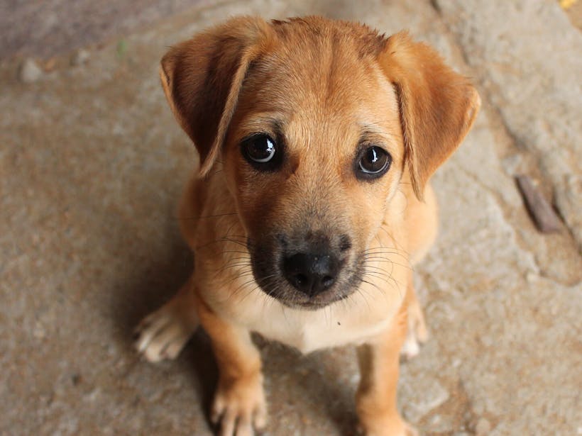 Puppy staring into the camera with "puppy dog" eyes