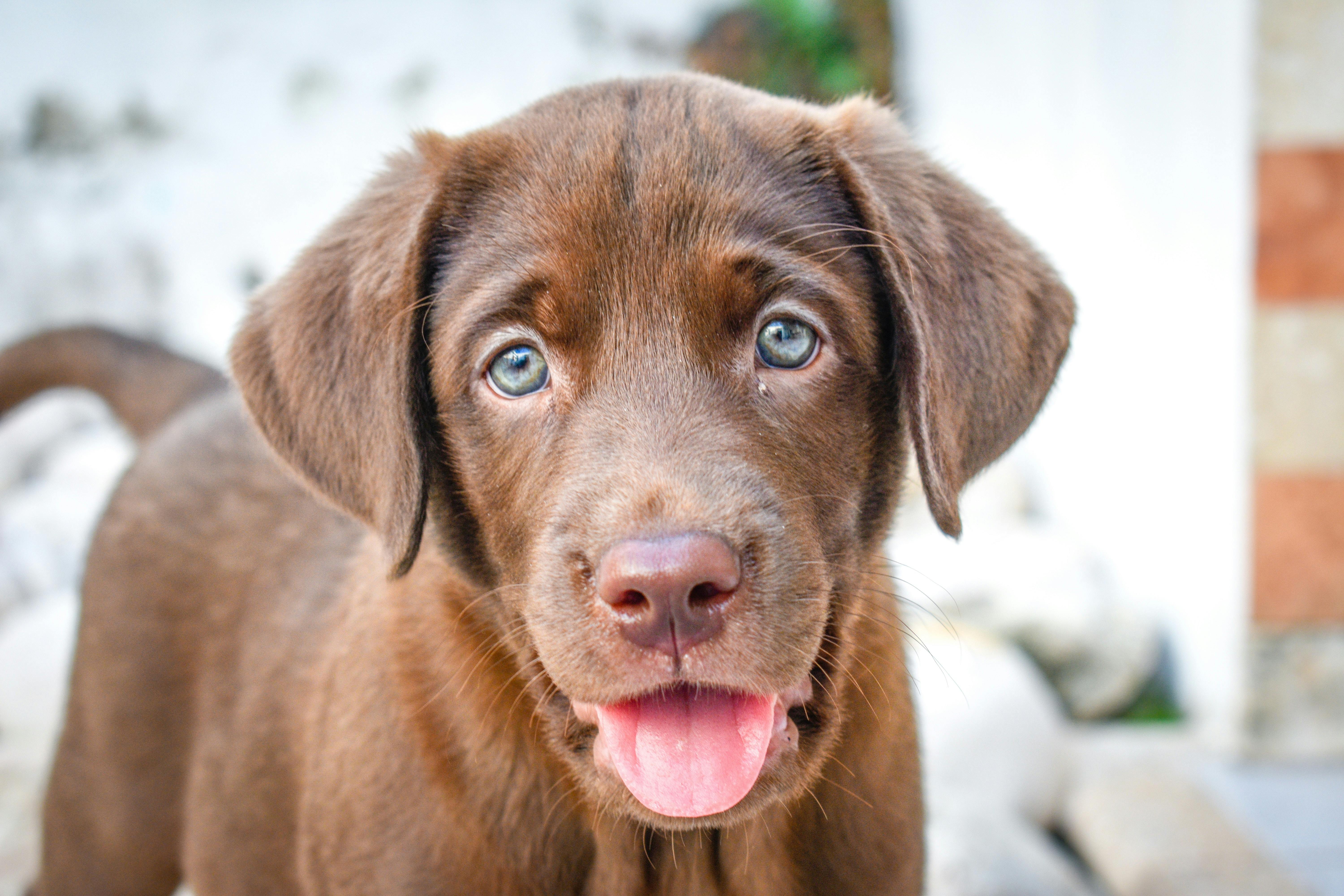 Chocolate Labrador Retriever puppy.