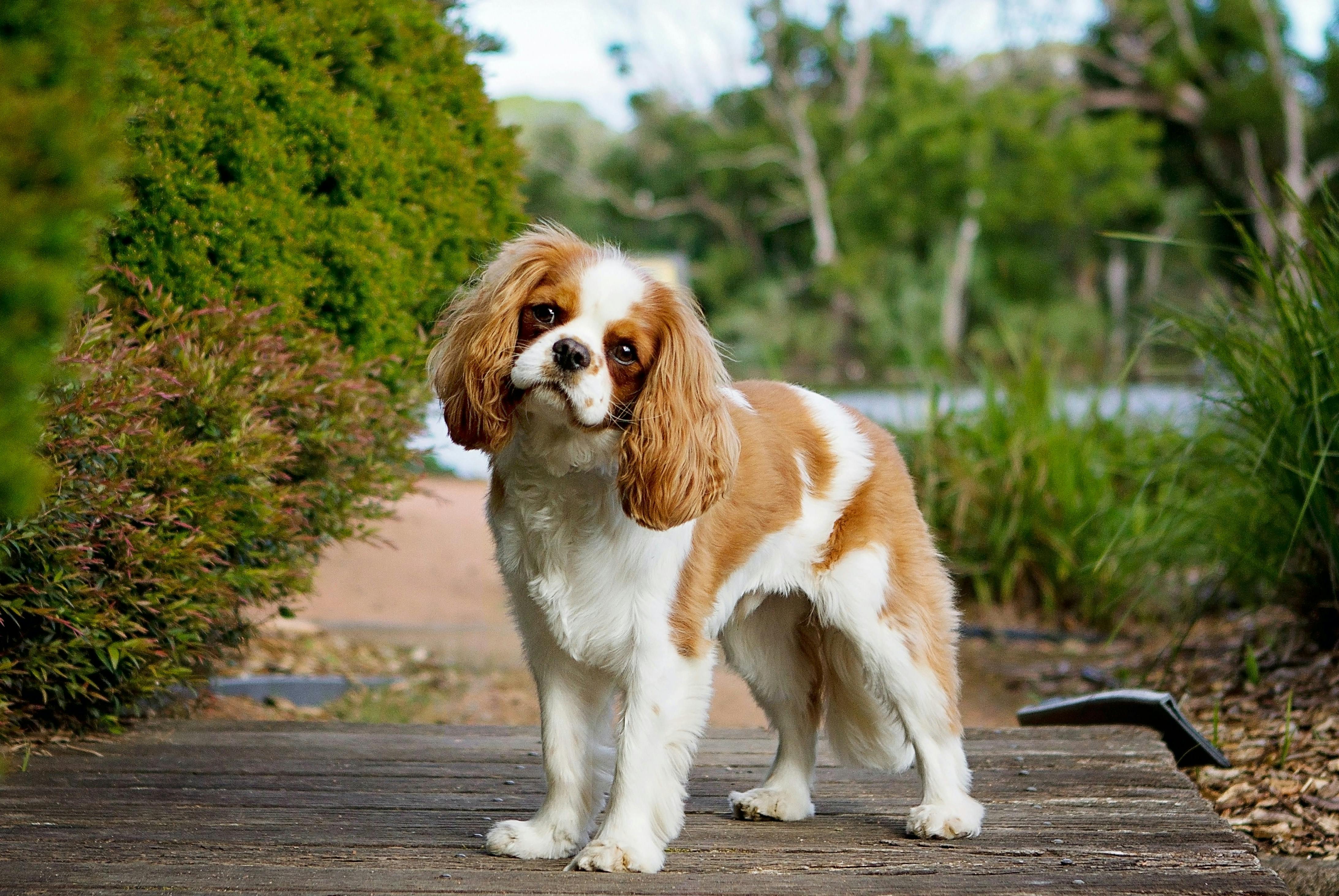 Cavalier King Charles Spaniel standing outside on a path.