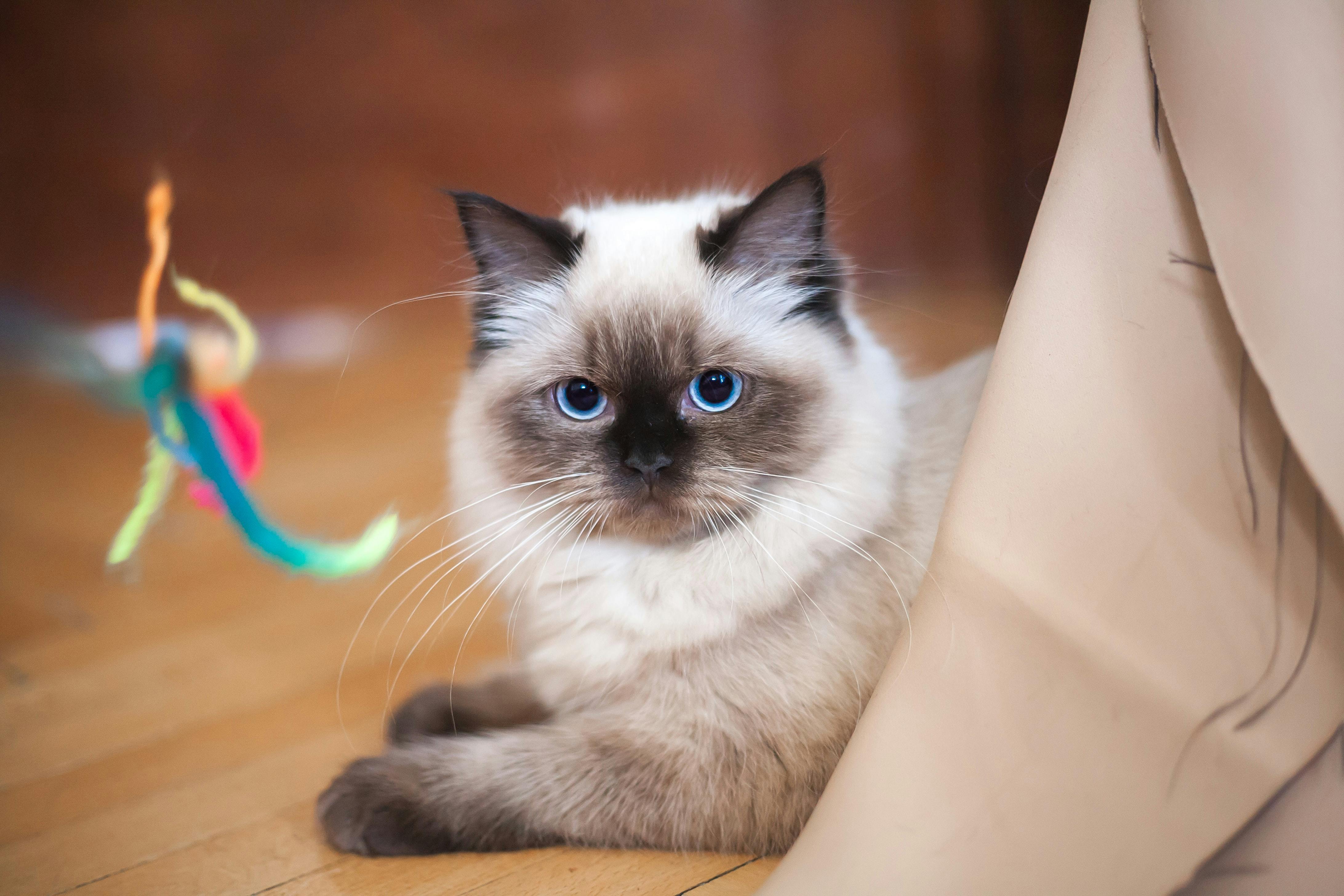 Birman cat playing with a cat toy.