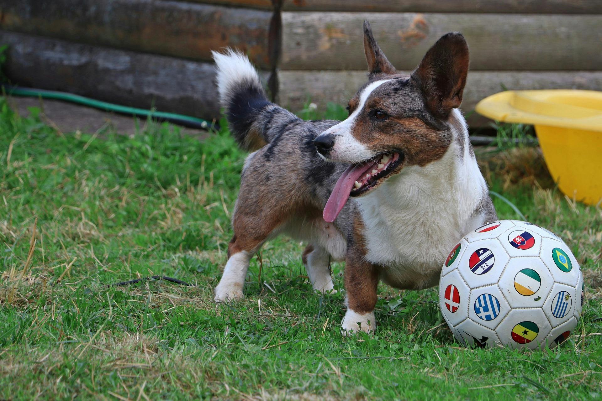 Corgi playing with a soccer ball