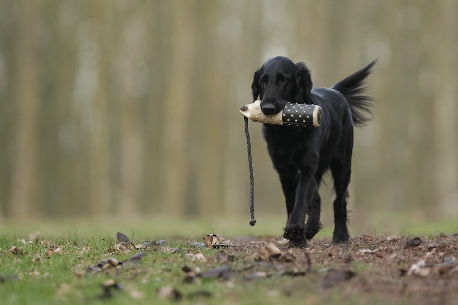 Dog retrieving toy