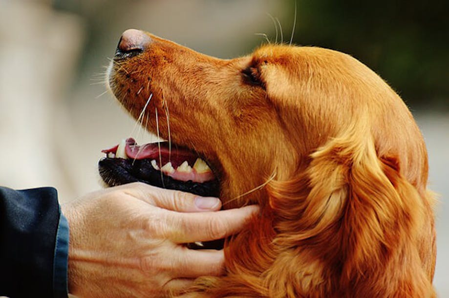 Dog with mouth opened