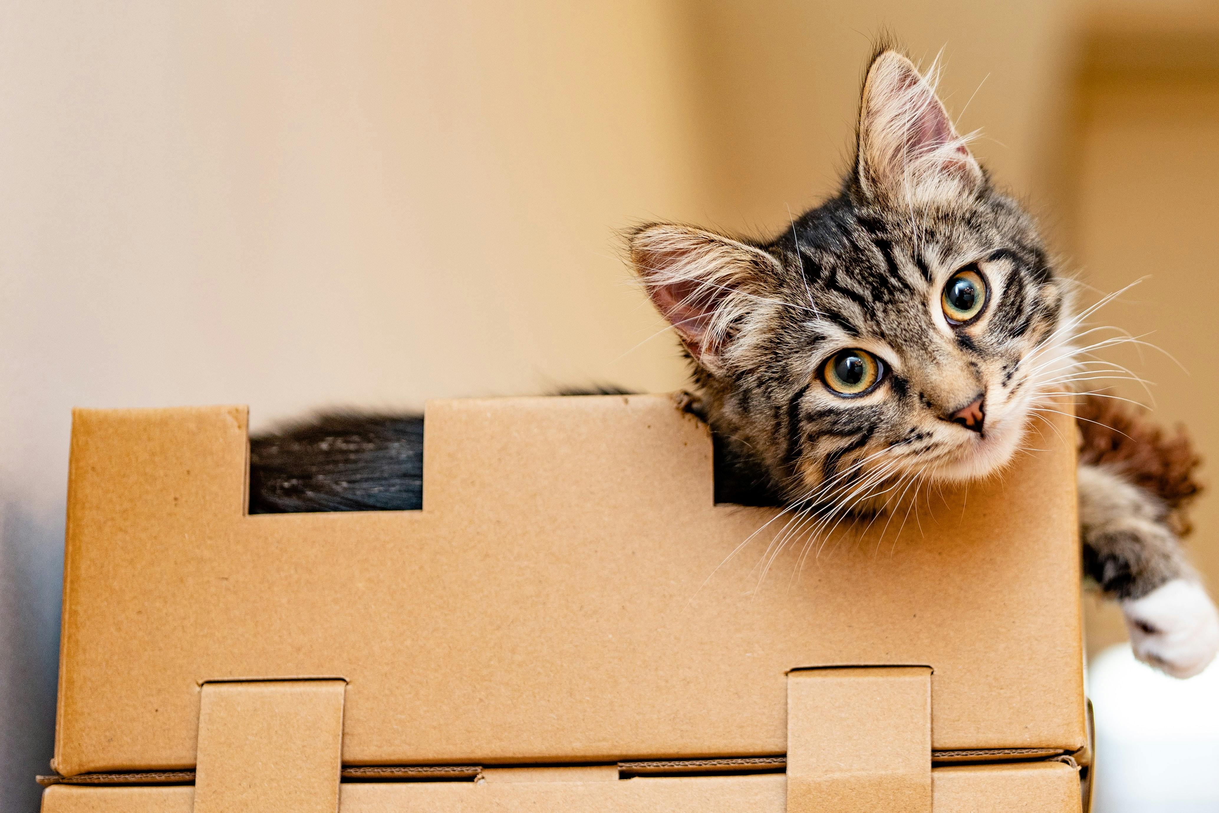 Cat playing inside a box fort toy