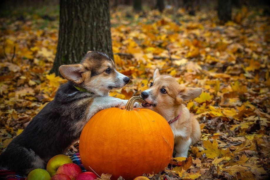 Pets with Halloween decorations