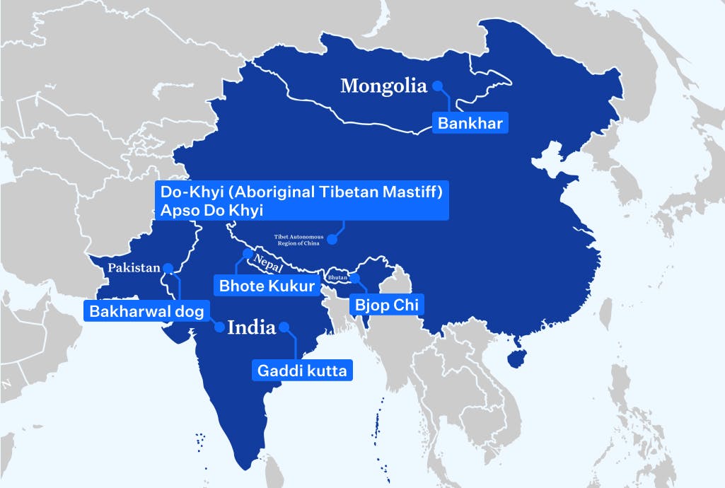 A map of Asia and where regional Himalayan Mountain Dogs may be found.