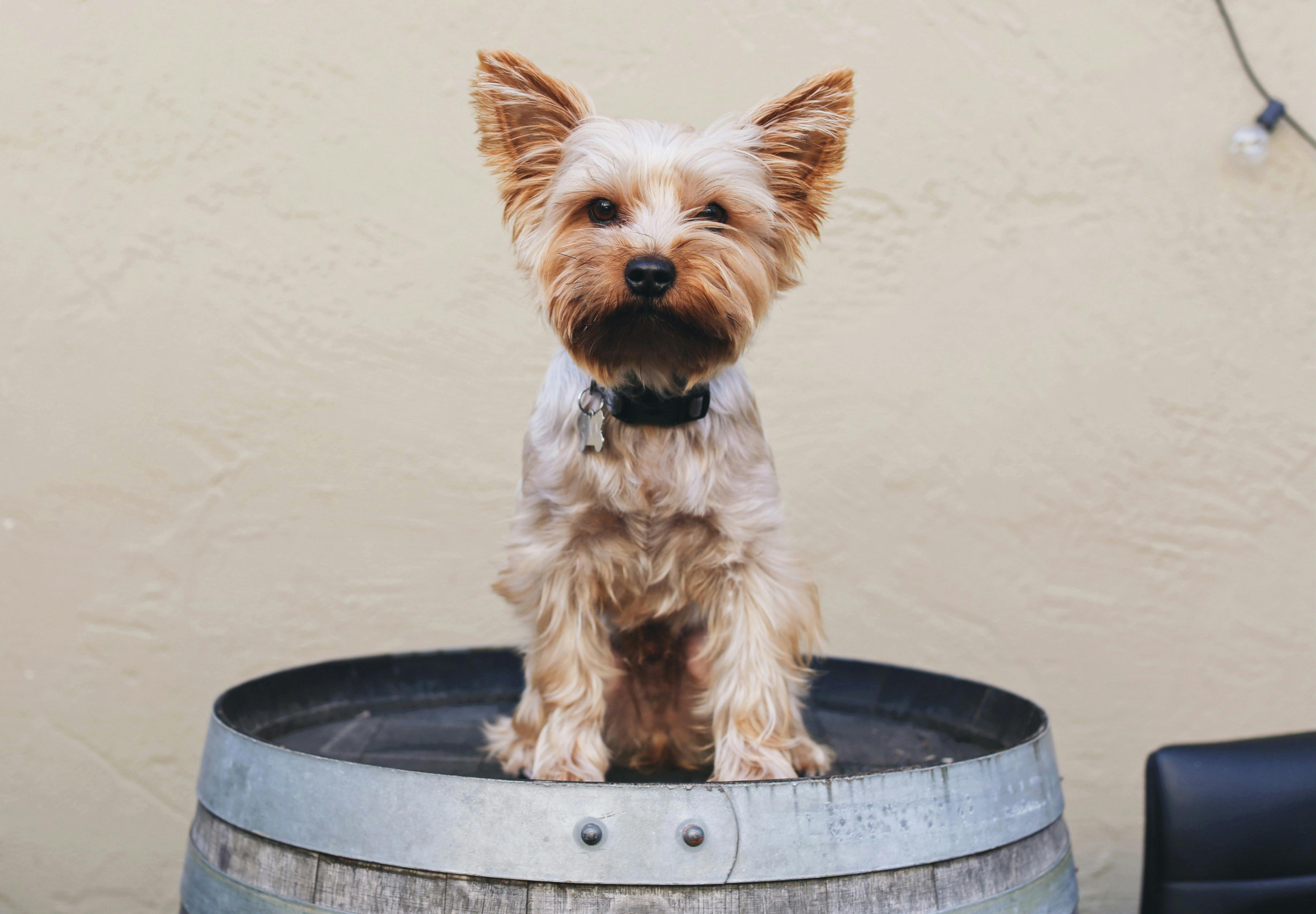 Yorkie sitting outside on a barrel by a tan wall.