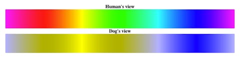 Can Dogs See Color? Examples of Dog Color Vision