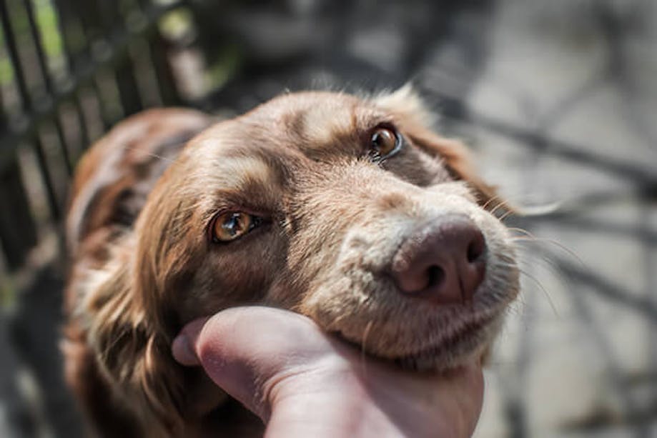 dog gazing at owner