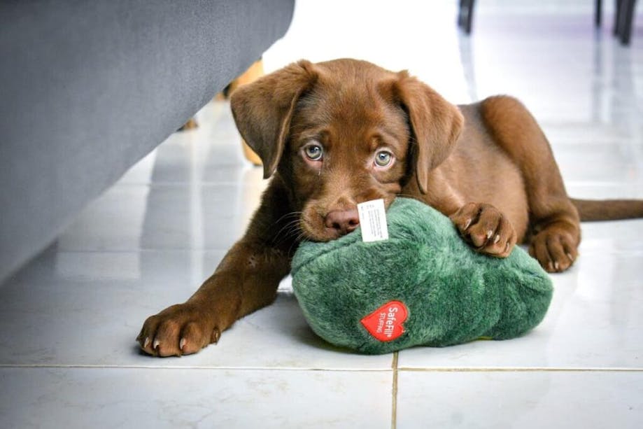 Chocolate Lab puppy chewing on toy