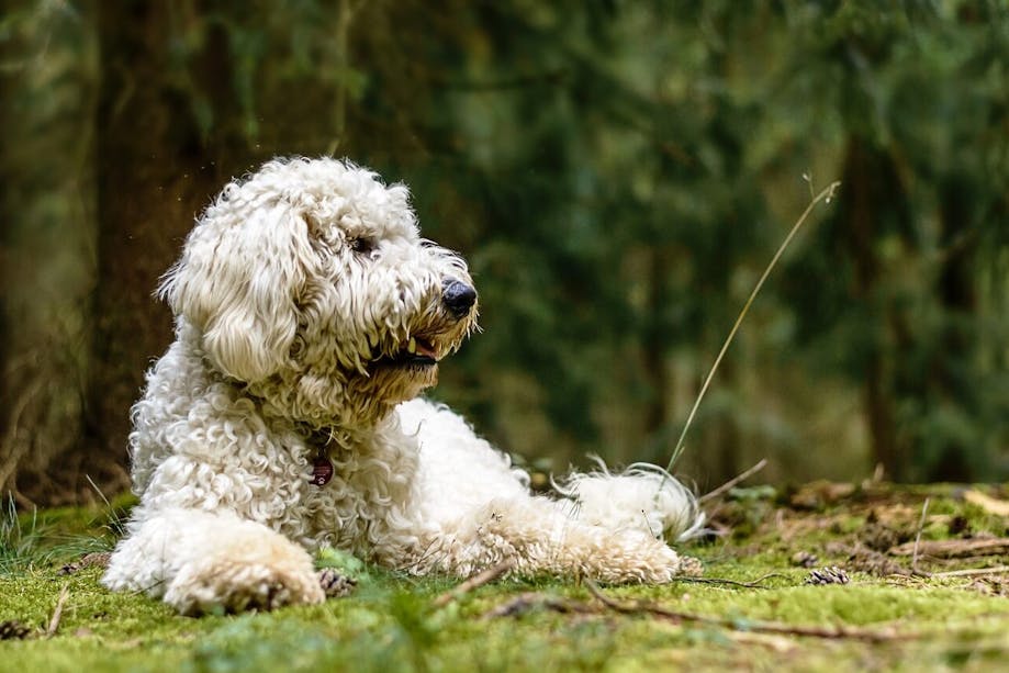 Golden doodle lying in the grass