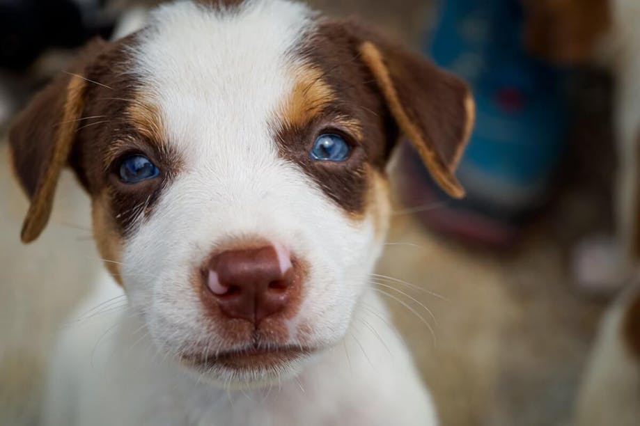 Blue eyes in puppies