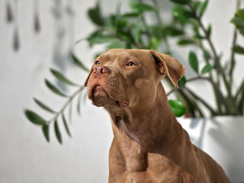 Brown American Pit Bull Terrier