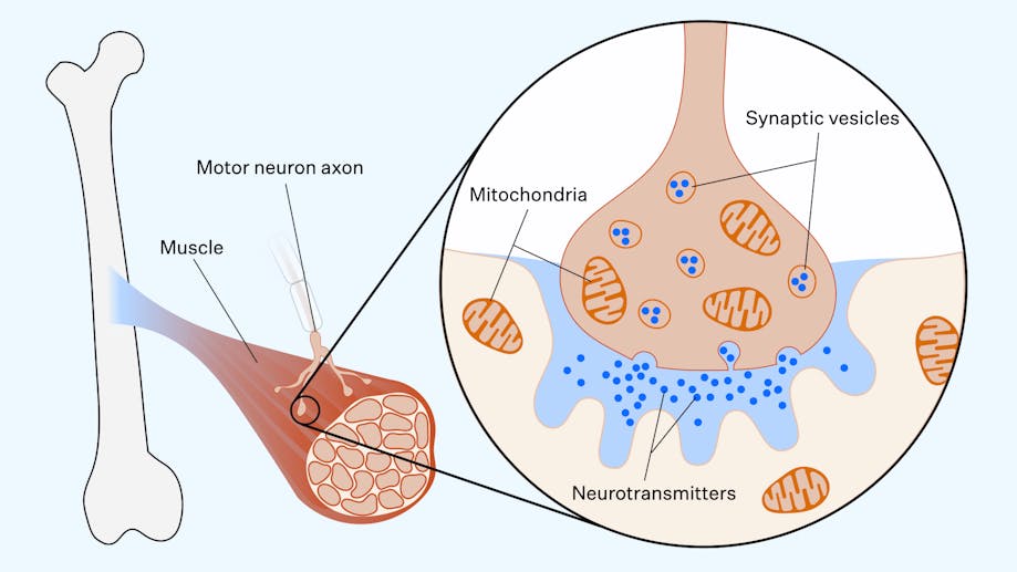 Scientific illustration of neurotransmitters