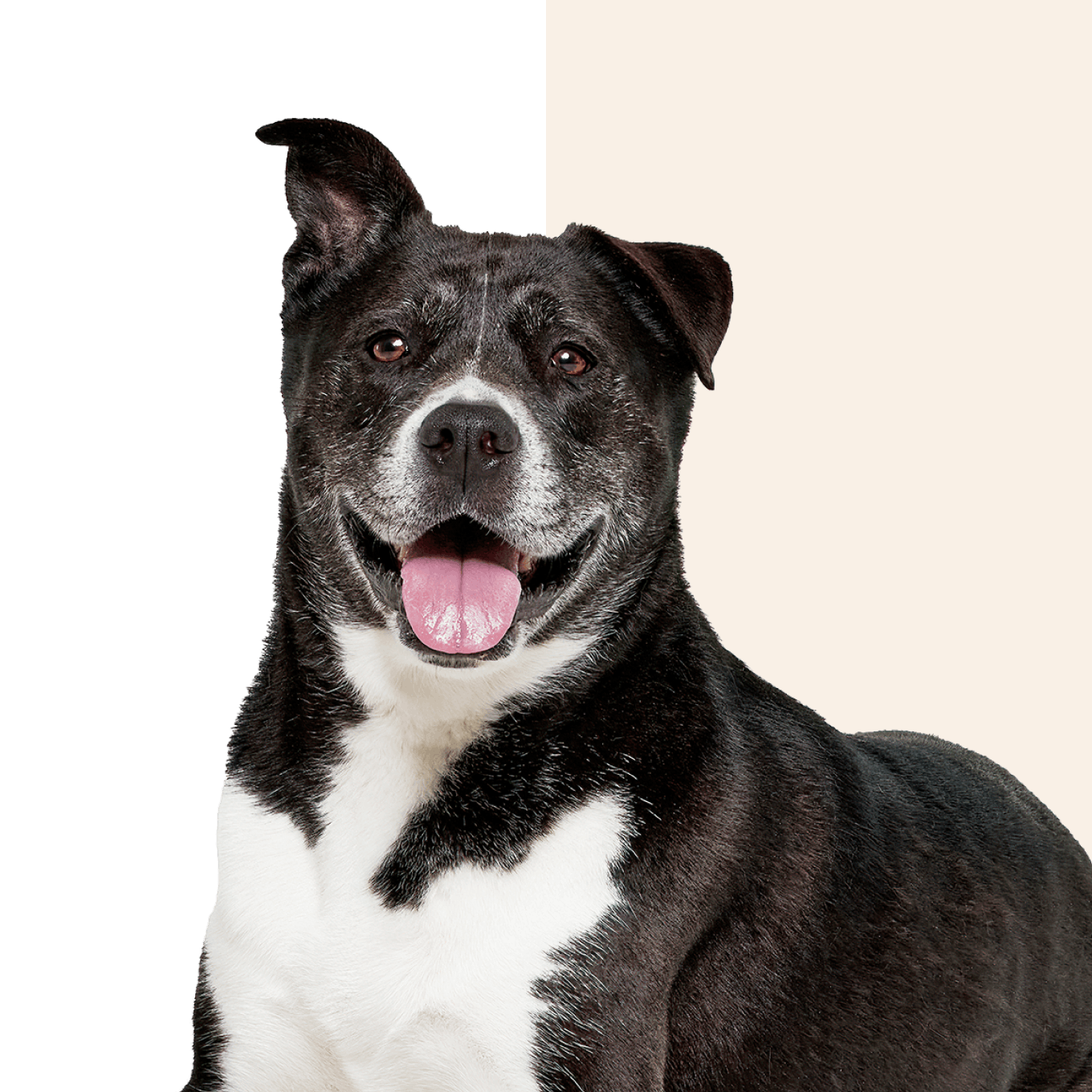 Black and white dog with one upright ear smiles and looks at the camera