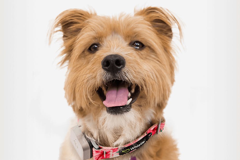 Dog wearing Whistle health tracker