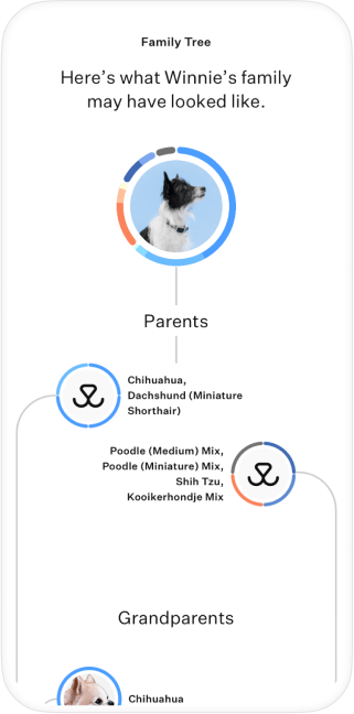 Dog DNA test family tree