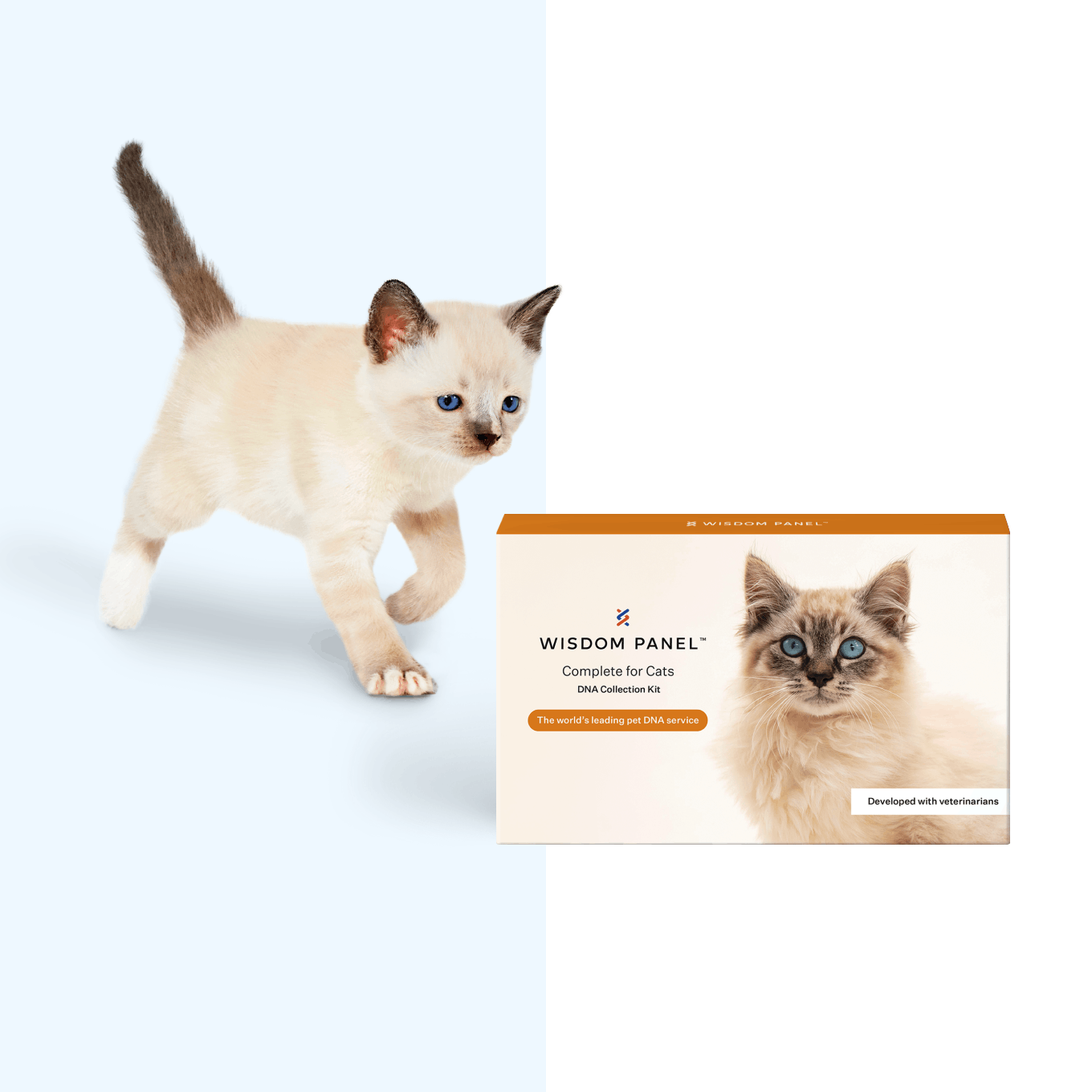 Siamese kitten running towards a Wisdom Panel Complete for Cats product box.