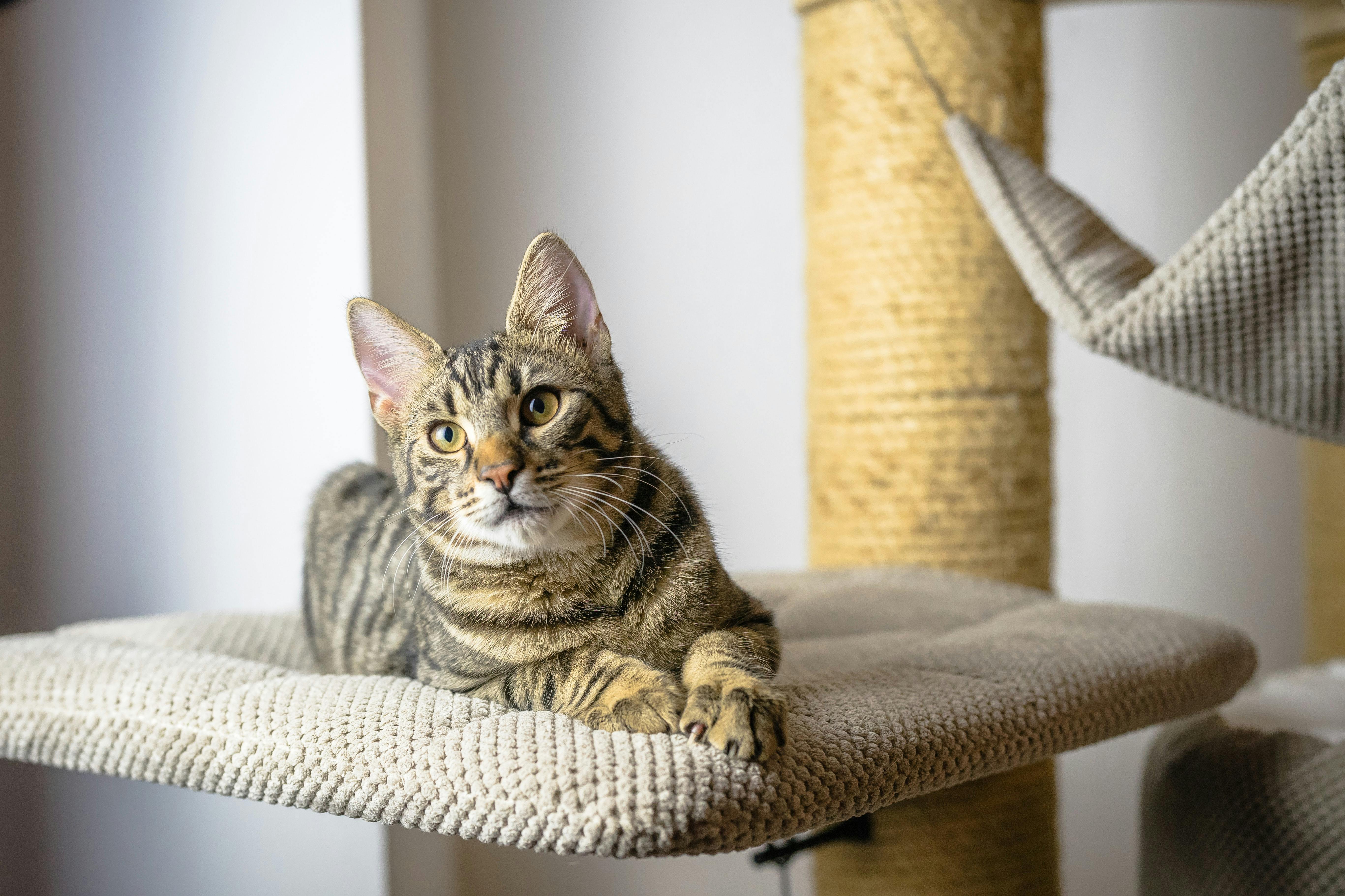 Tabby cat laying down on a cat tree