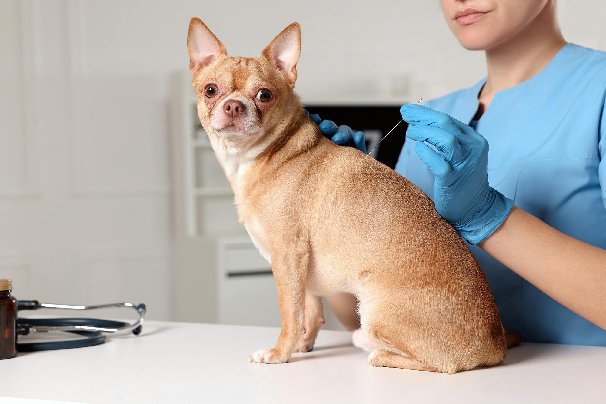 Chihuahua getting acupuncture at the veterinarian's office.