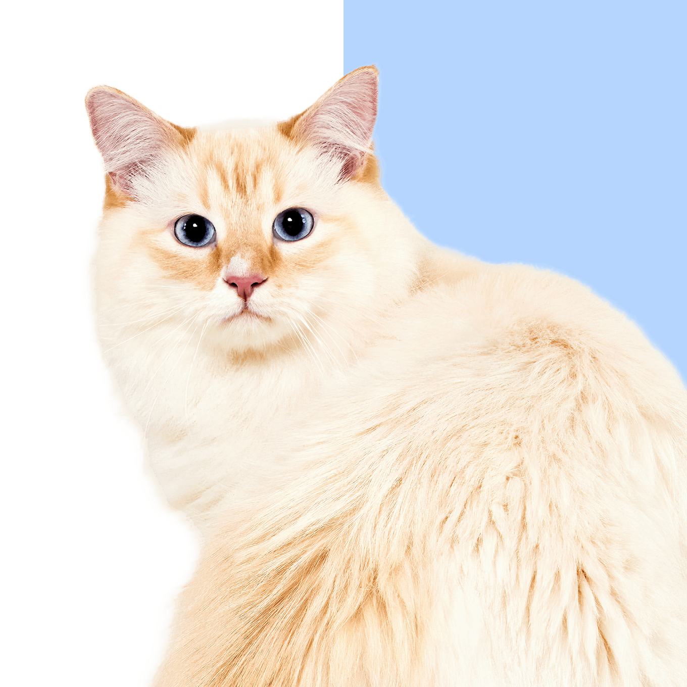 A white fluffy cat with blue eyes looks over its shoulder to camera.