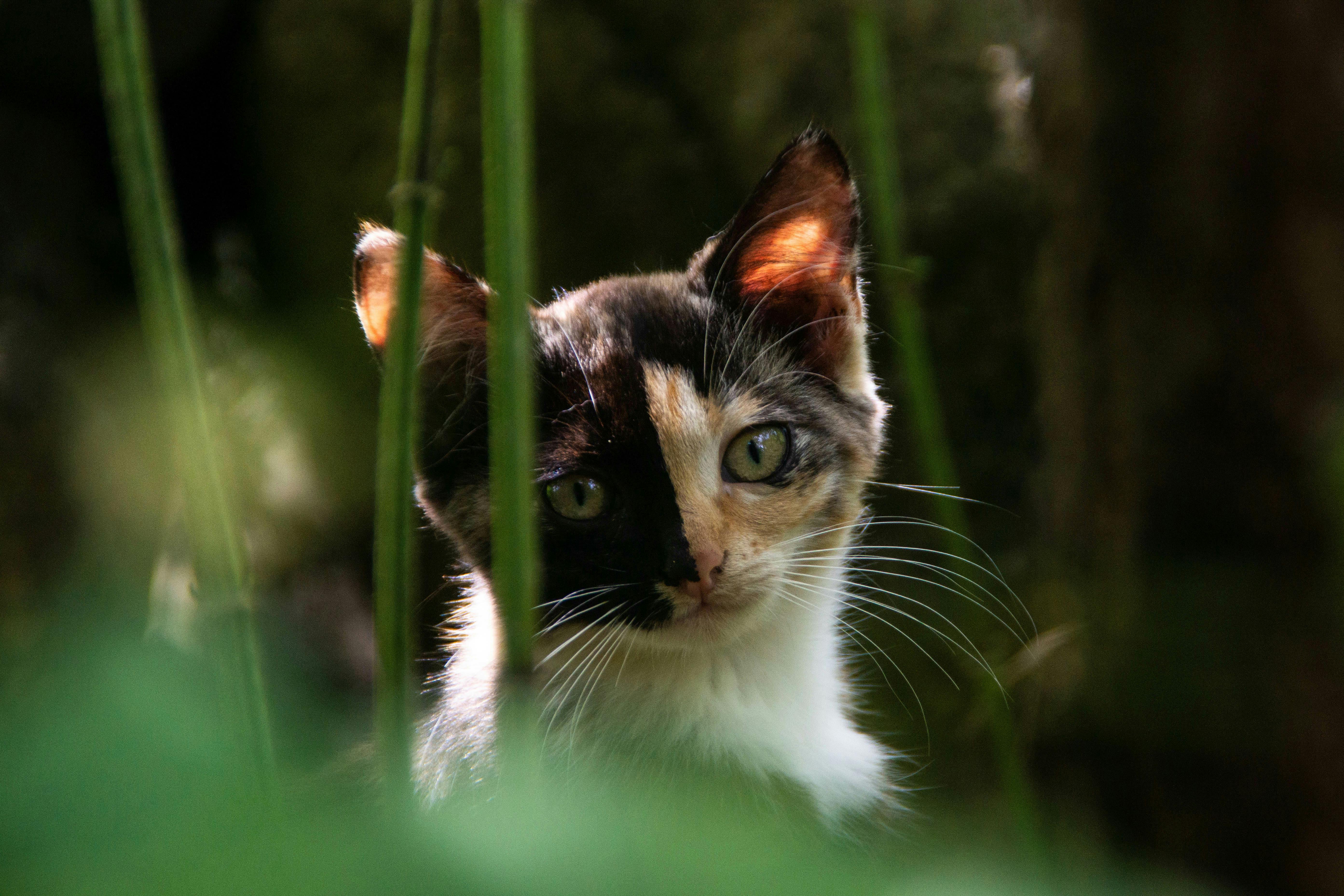 chimera genetics animals