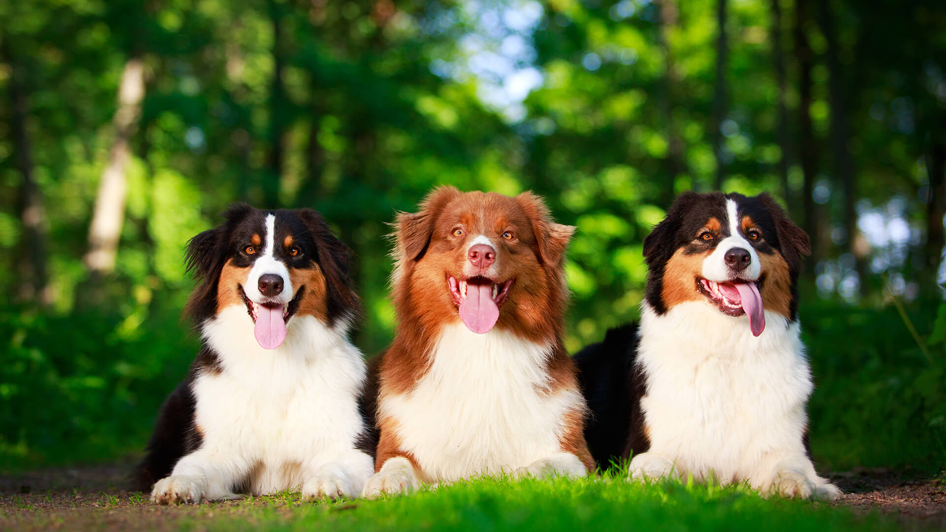 Ivermectin store australian shepherd