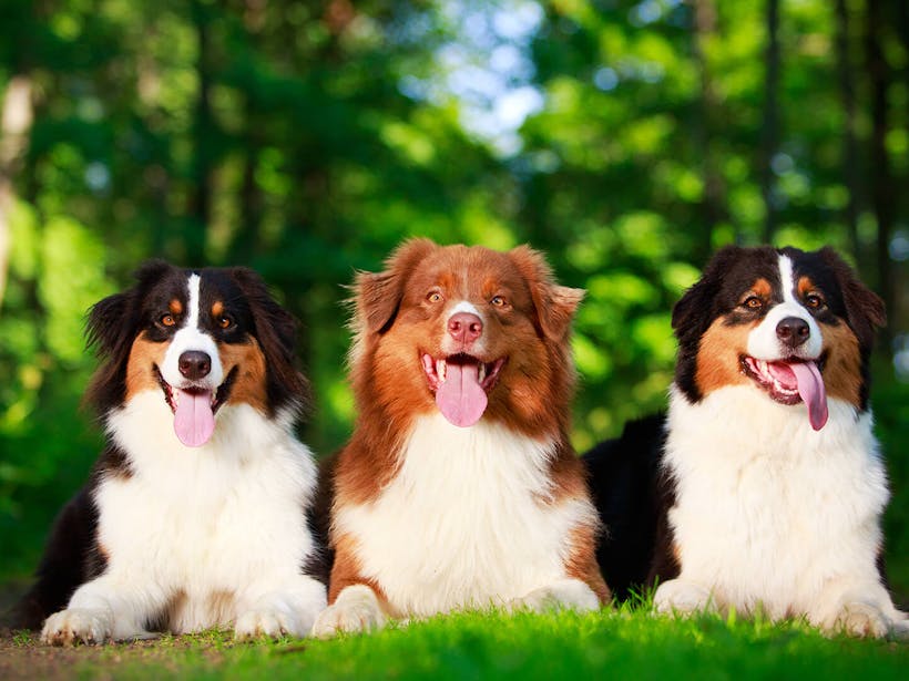 Three dogs sitting on green grass