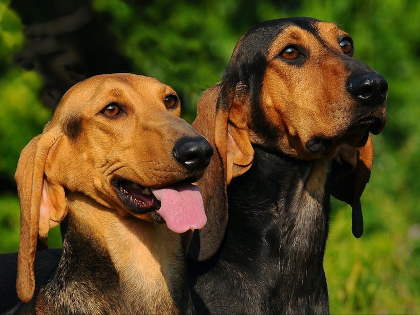 Two types of hound dog looking into the distance.