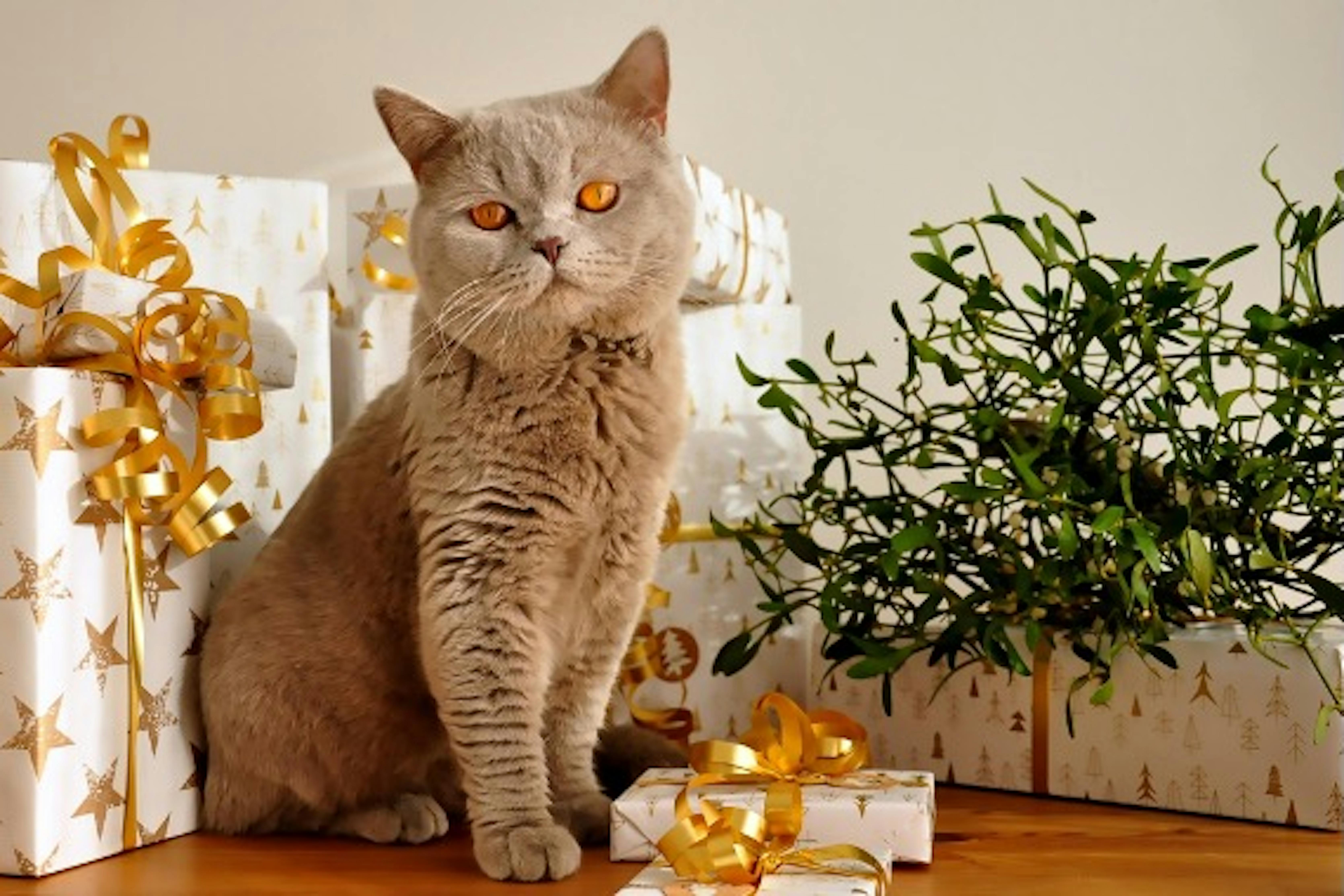 Cat sitting on the table with gift boxes all around him