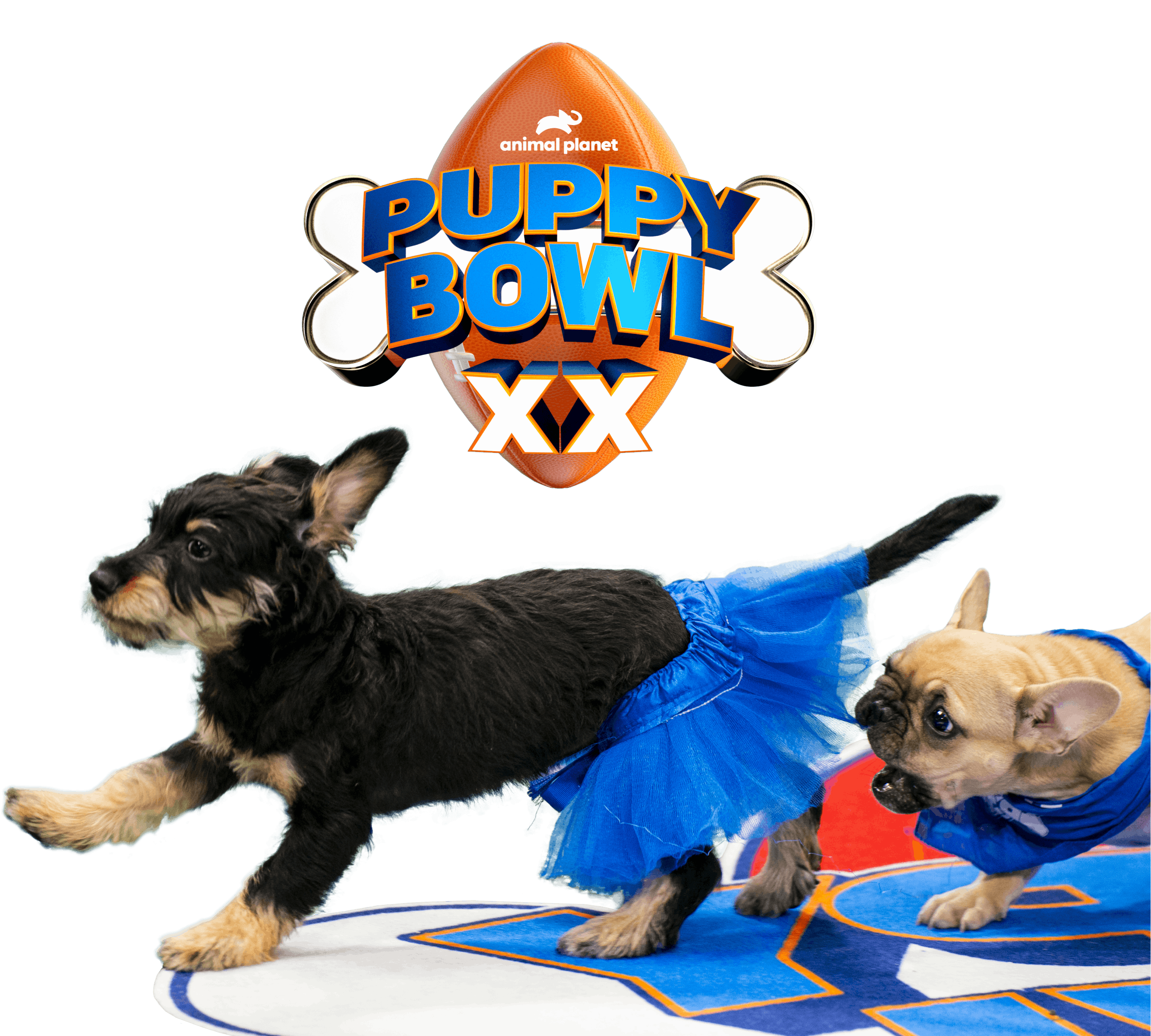 Puppy Bowl puppies chasing each other