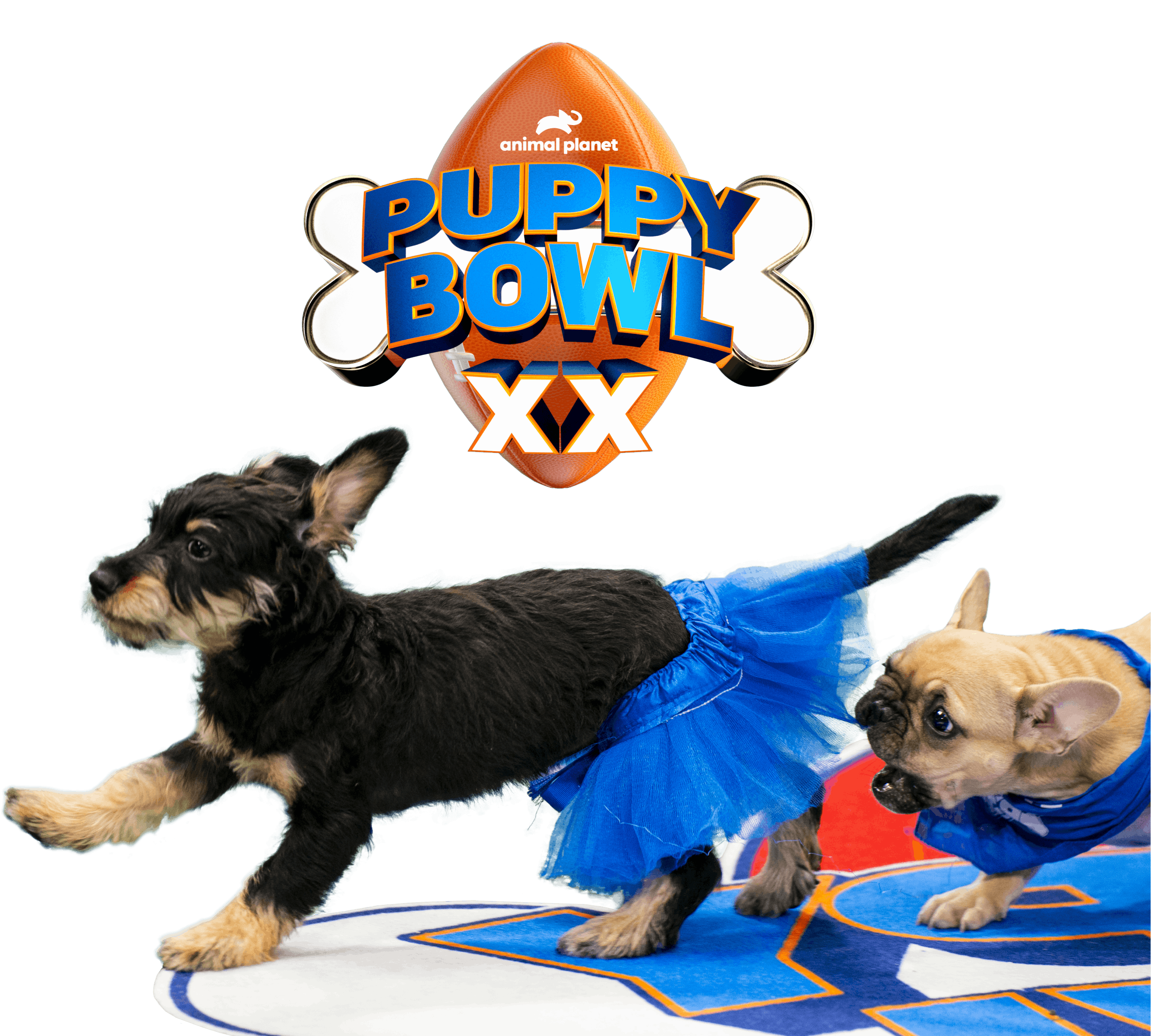 Puppy Bowl 2025 Results Lillian Wallace Puppy Bowl 2025 Results Lillian Wallace