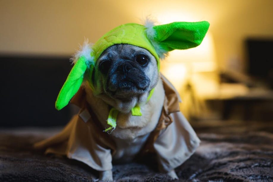 Dog in Yoda Halloween costume