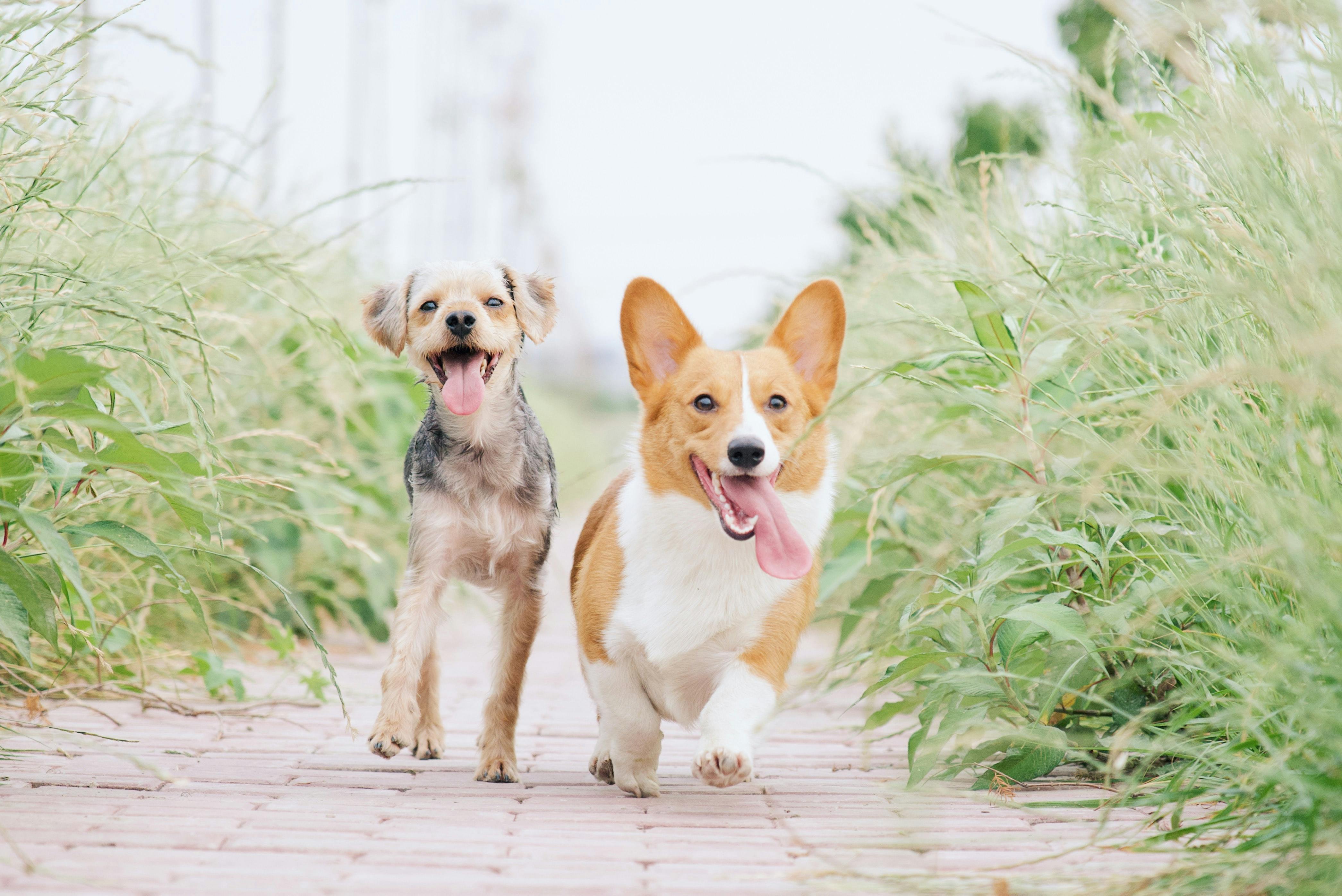 Two happy dogs panting