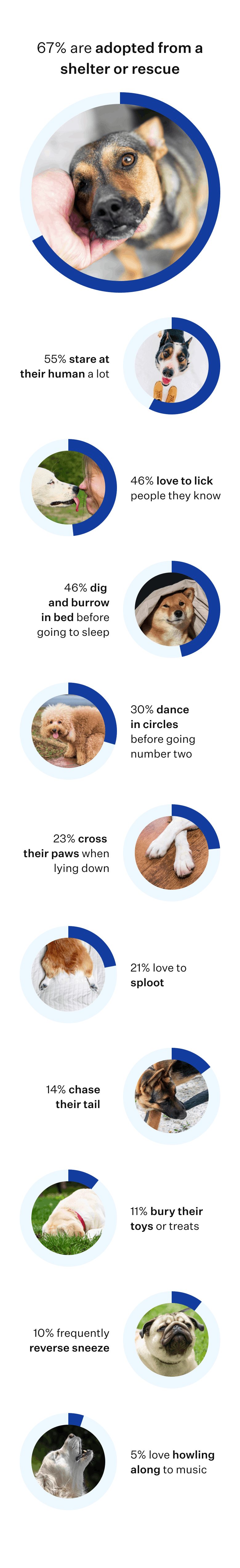 67% are adopted from a shelter or rescue, 55% stare at their human a lot, 46% love to lick people they know, 46% dig and burrow in bed before going to sleep, 30% dance in circles before going number two, 23% cross their paws when lying down, 21% love to sploot, 14% chase their tail , 11% bury their toys or treats, 10.6% frequently reverse sneeze, and 5% love howling along to music.