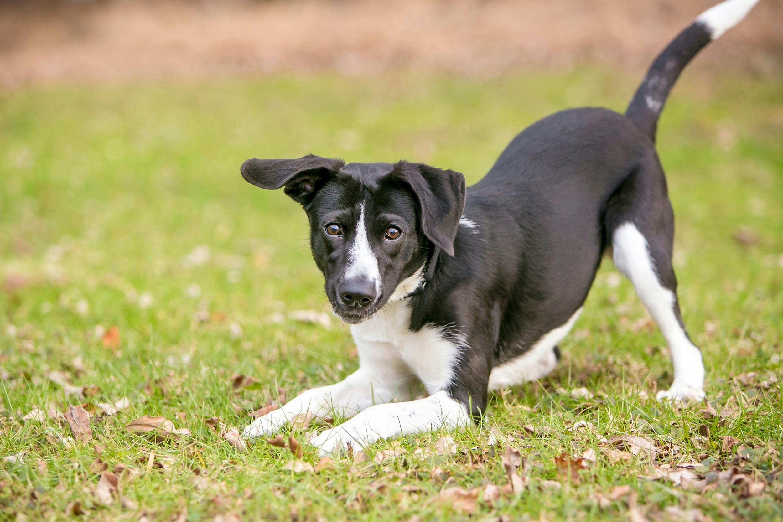 Black and white dog showing a "play bow" position outside.