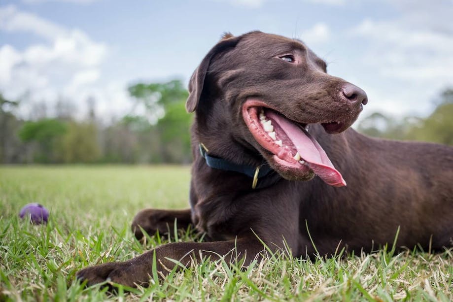 Dog smiling while laying outside in the grass