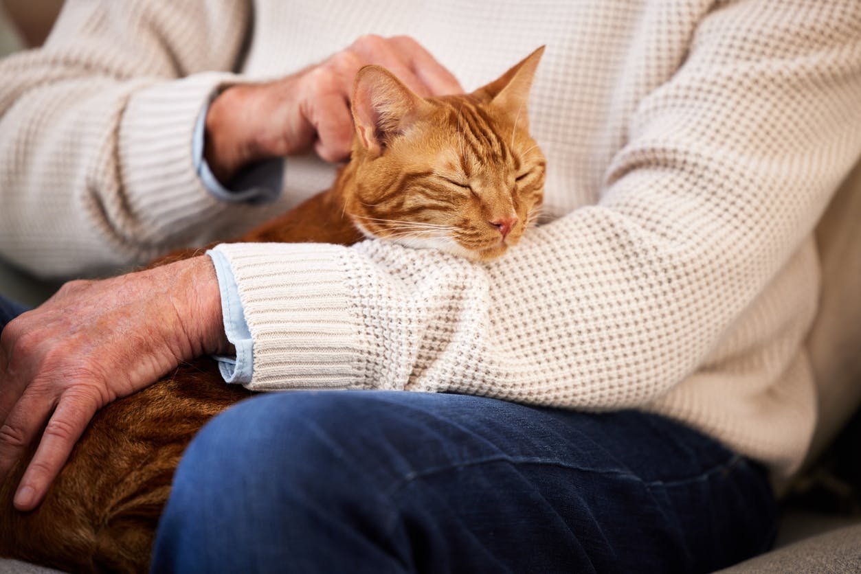 Orange cat sitting in a person's arms.
