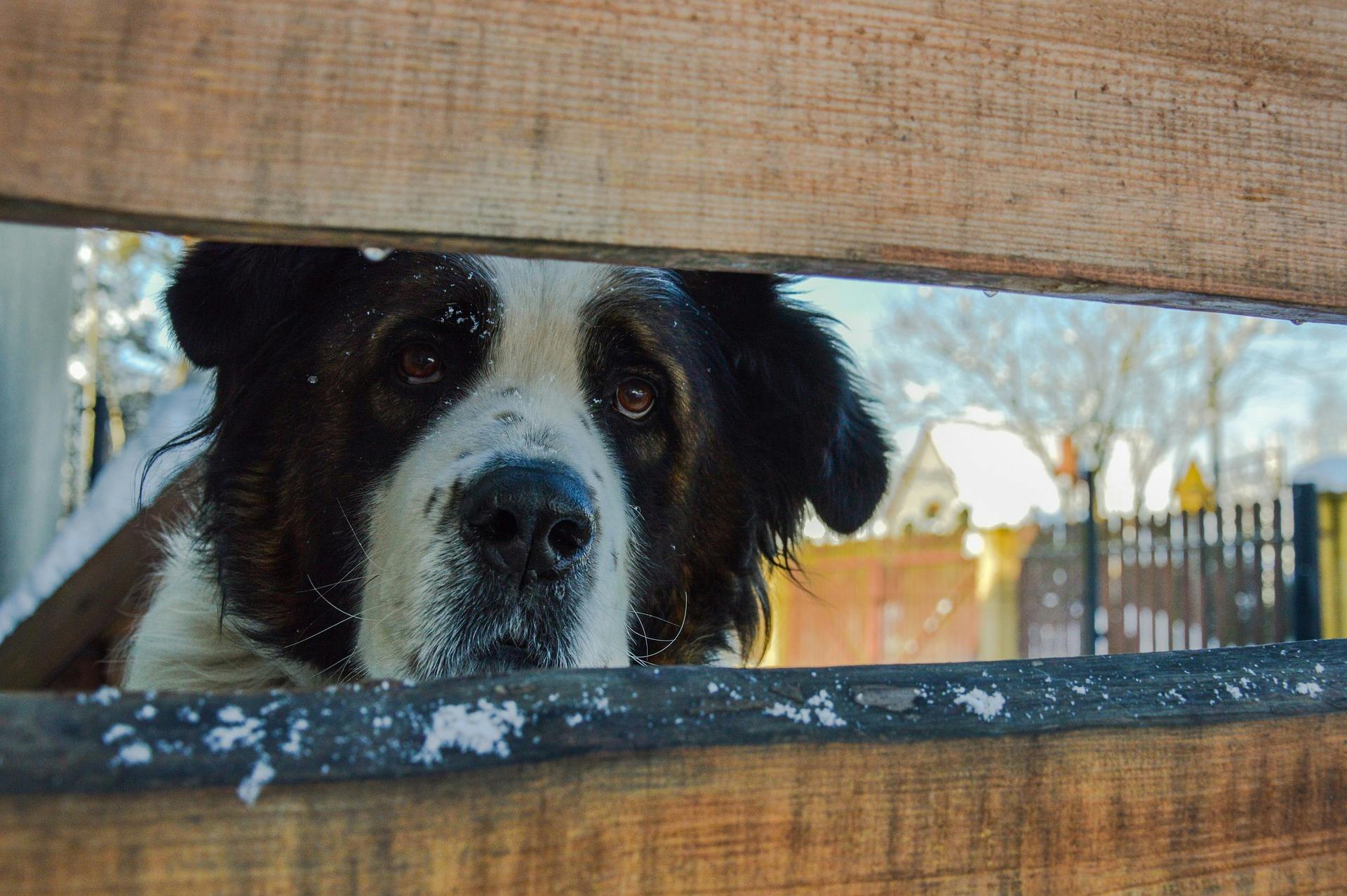 St. Bernard looking through a fence in the snow.