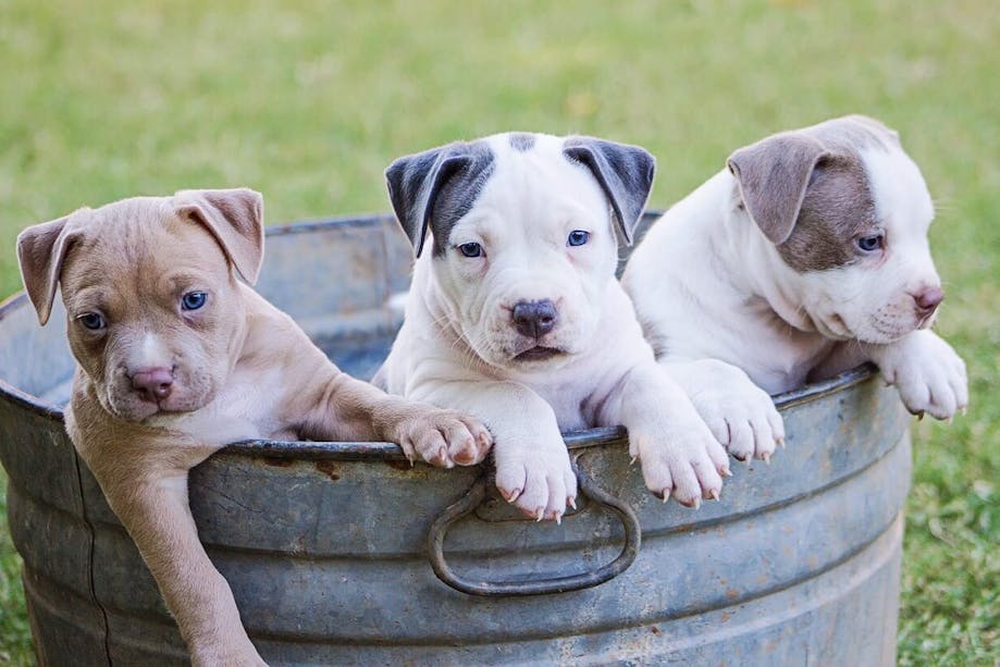 Litter of puppies in tin basket