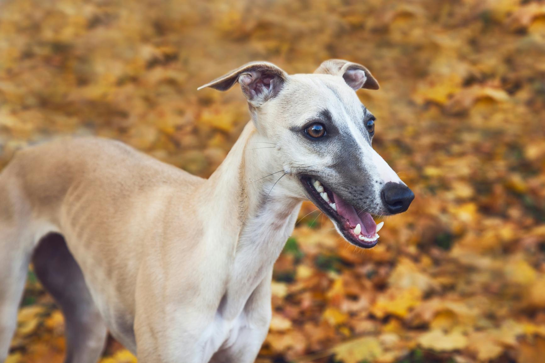 Whippet standing outside in the autumn leaves.