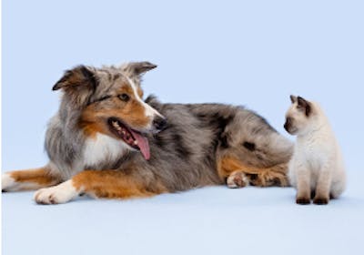 A dog and cat looking at each other