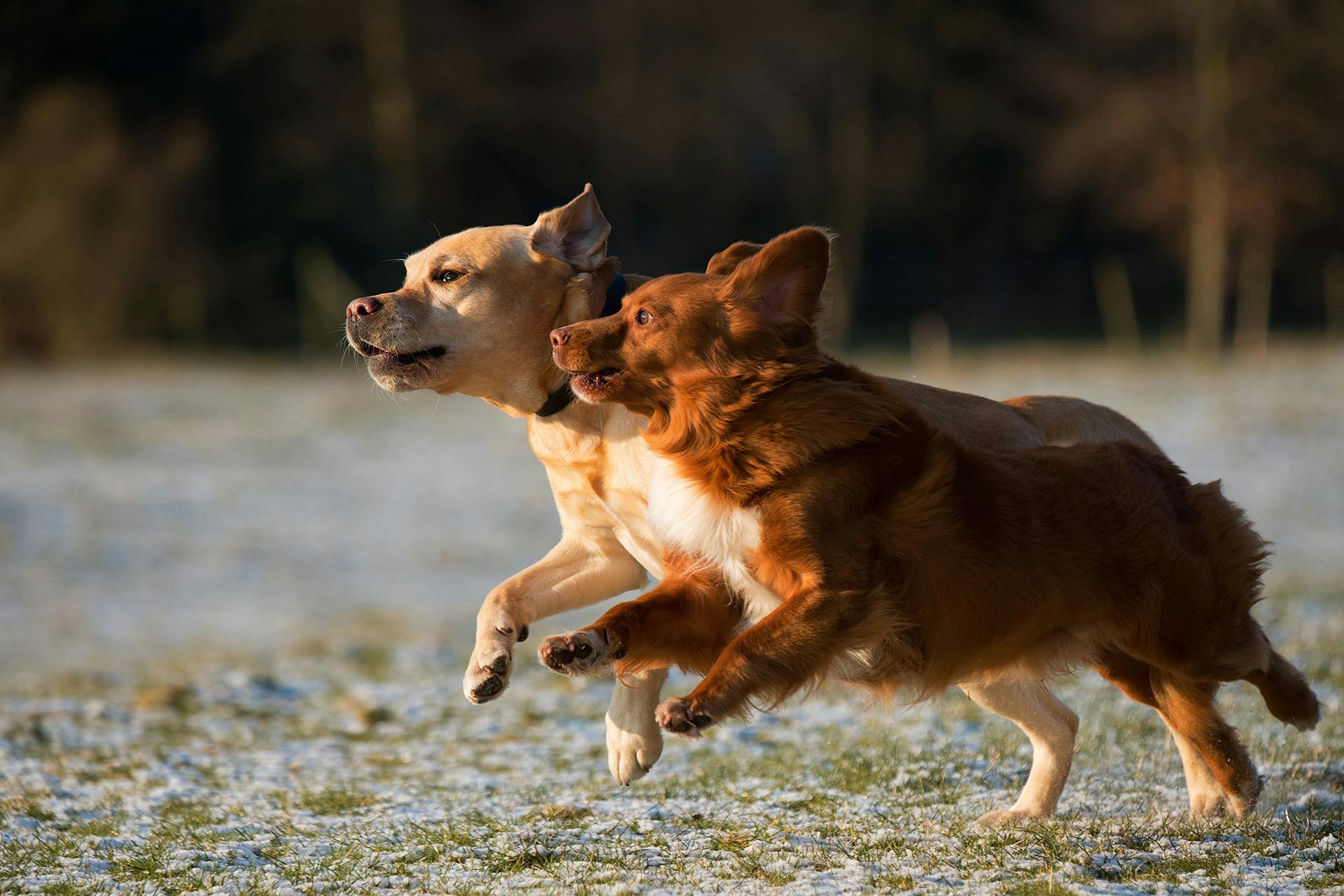 Two dogs running togther