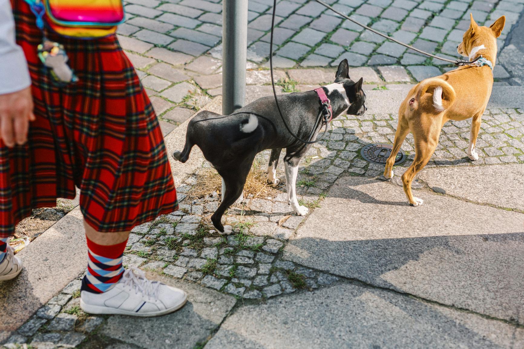 A Boston Terrier marking a pole on the sidewalk.
