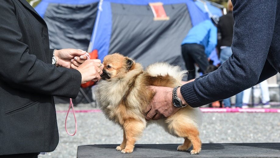 Dog show judge evaluating the body shape of a small dog