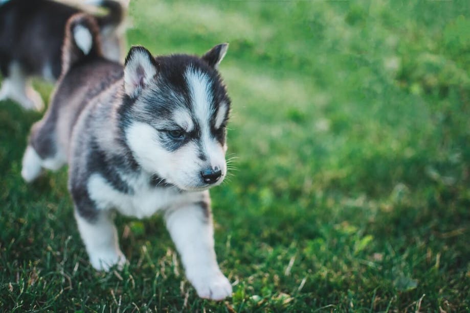 Husky puppy going potty outside in the grass